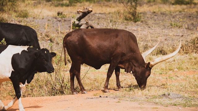 Sustainable Dairy Farming in Uganda